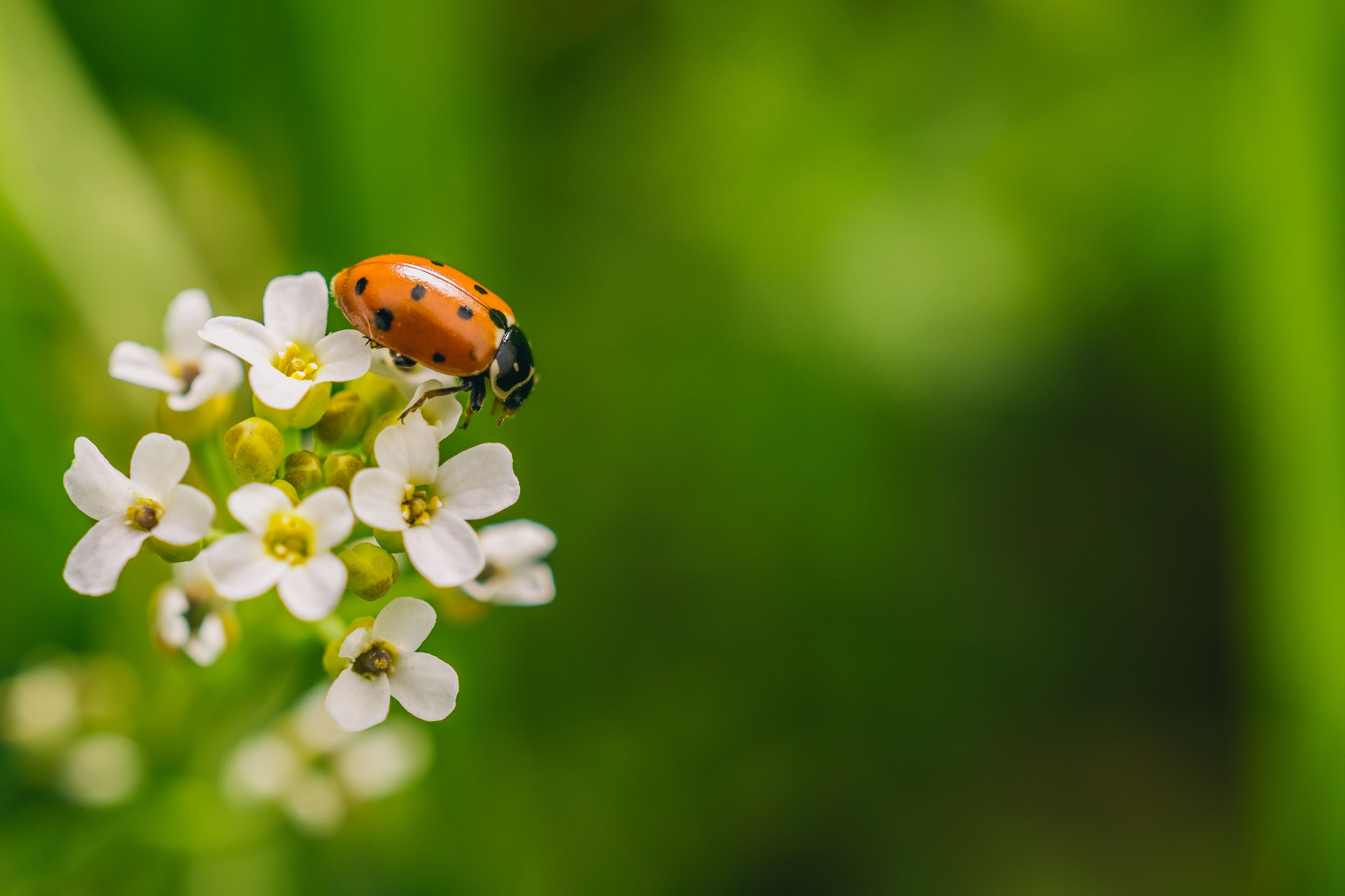 Chef de projet Ecologue – expertise Faune ou Flore & Habitats naturels – La Rochelle h/f Chef de projet Ecologue – expertise Faune ou Flore & Habitats naturels – La Rochelle h/f